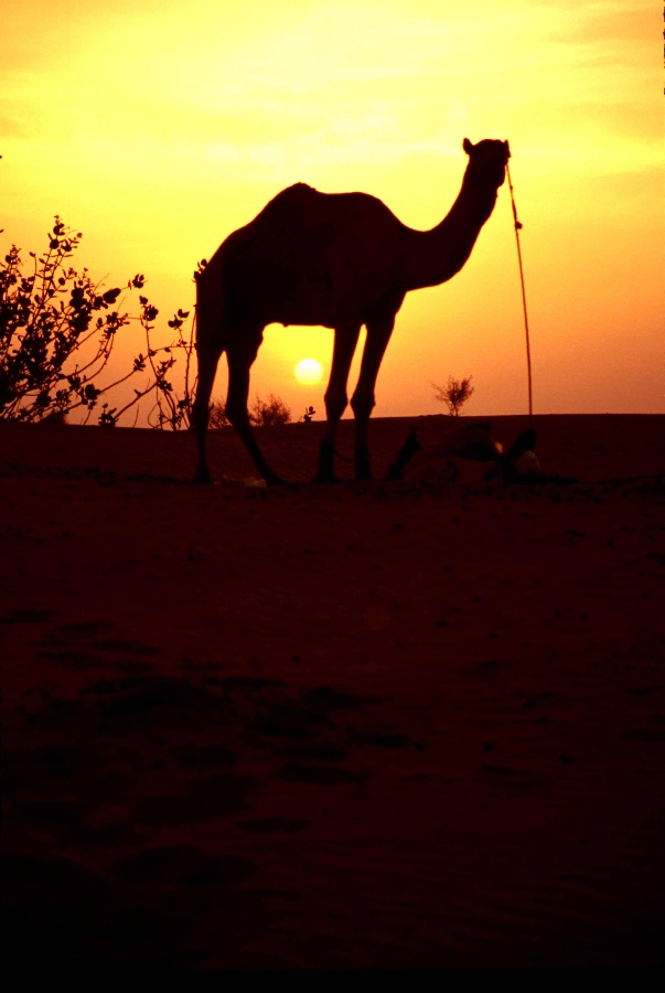 India Raj Desert   Camel Sunset copy